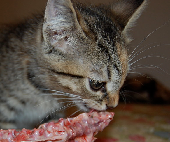 viande pour le chaton